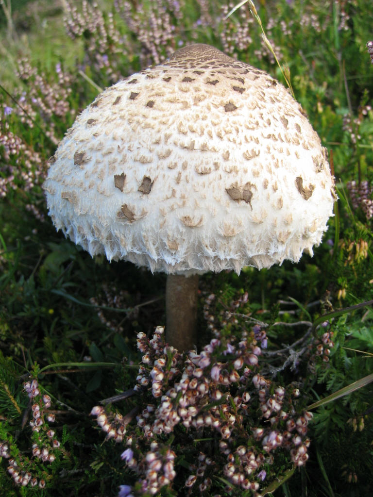 Macrolepiota sp. ed Amanita